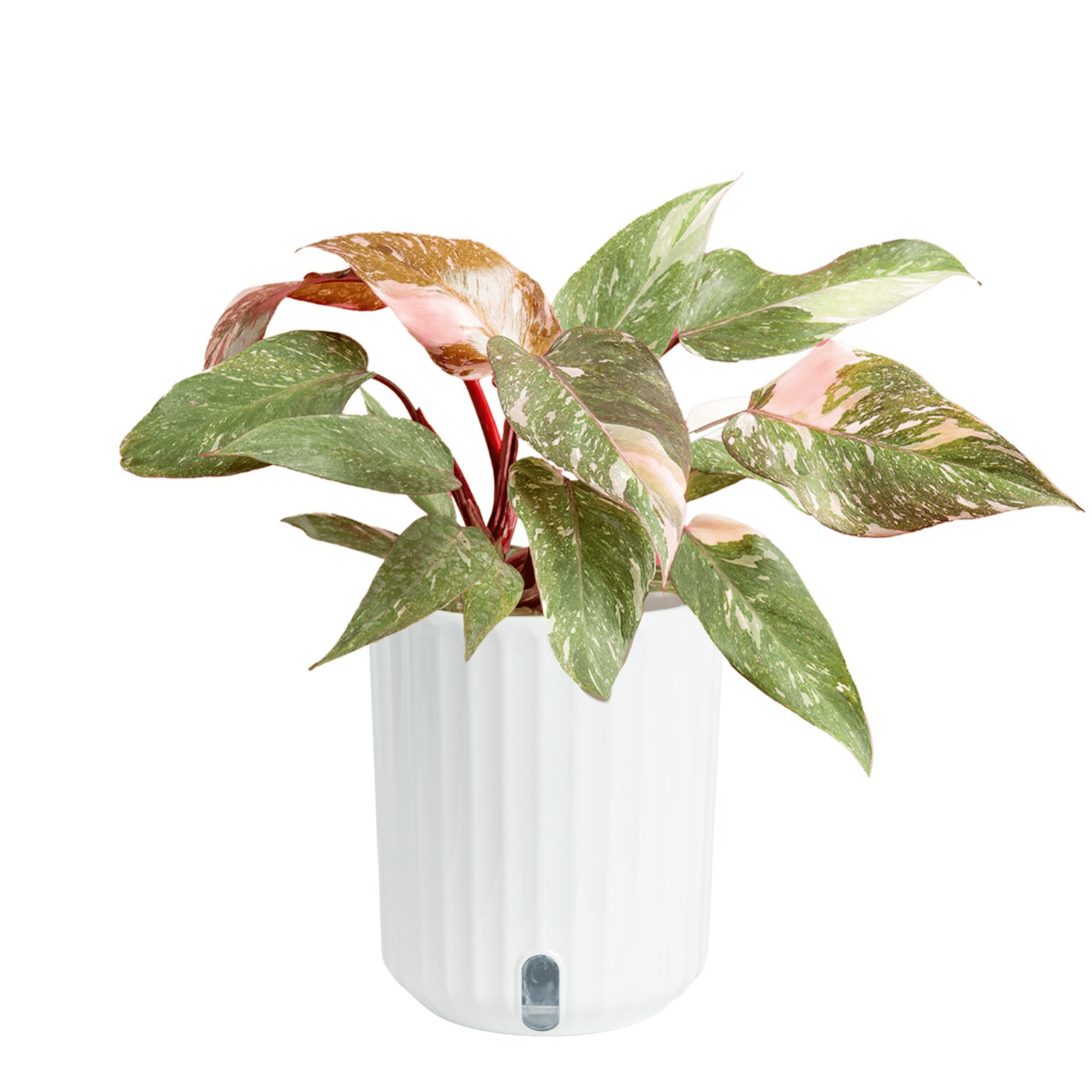 Pink Princess Philodendron Liv – Philodendron Pink Princess Bewertung und Preis