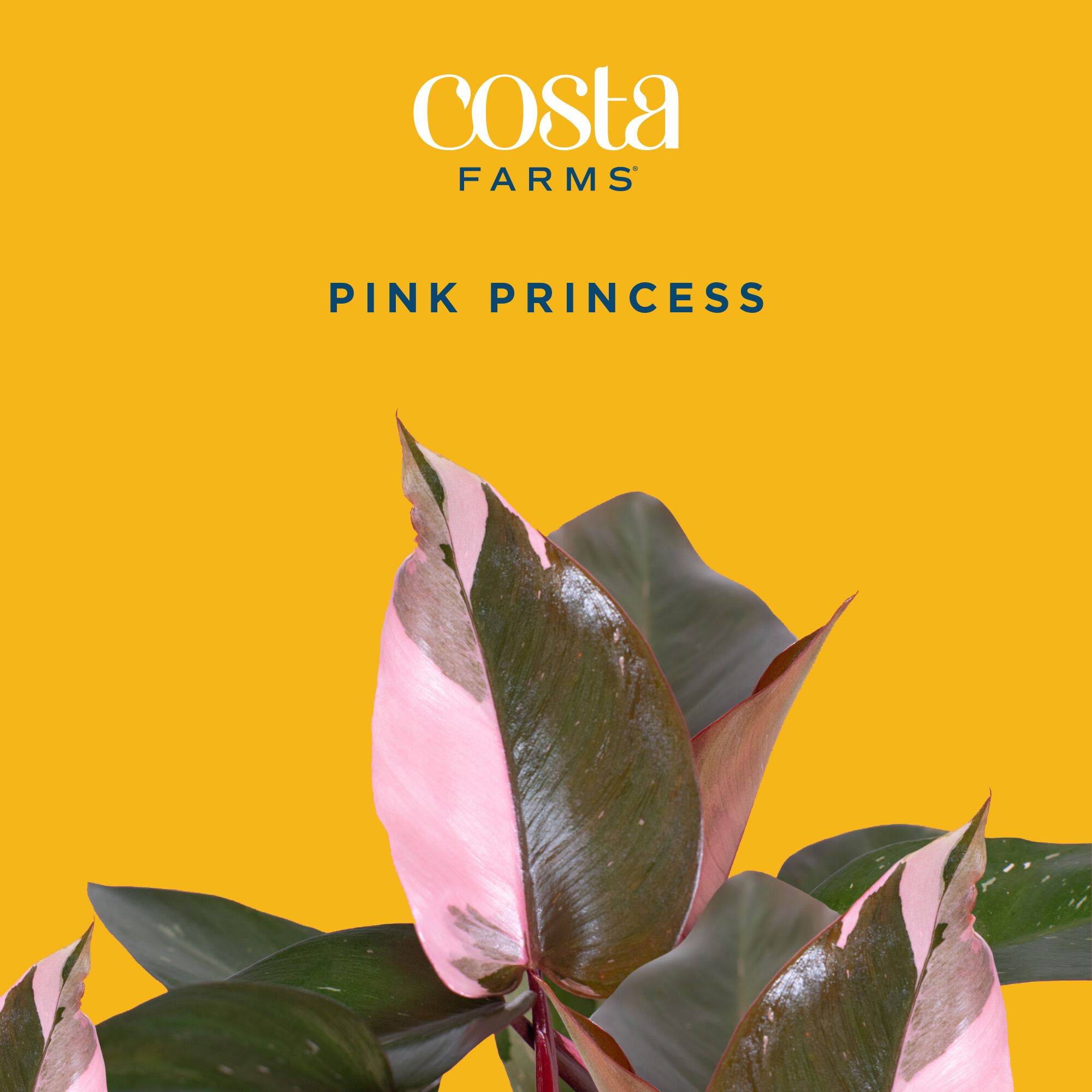 Pink Princess Philodendron Liv – Philodendron Pink Princess Bewertung und Preis